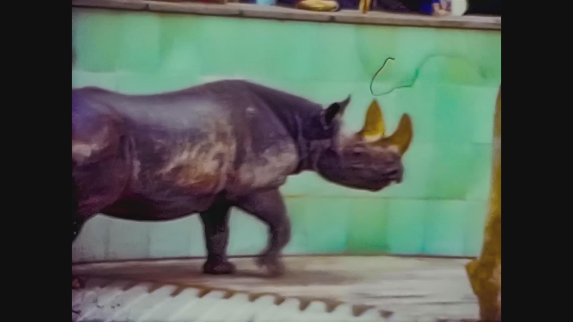 1965年联合王国动物园犀牛视频的预览图