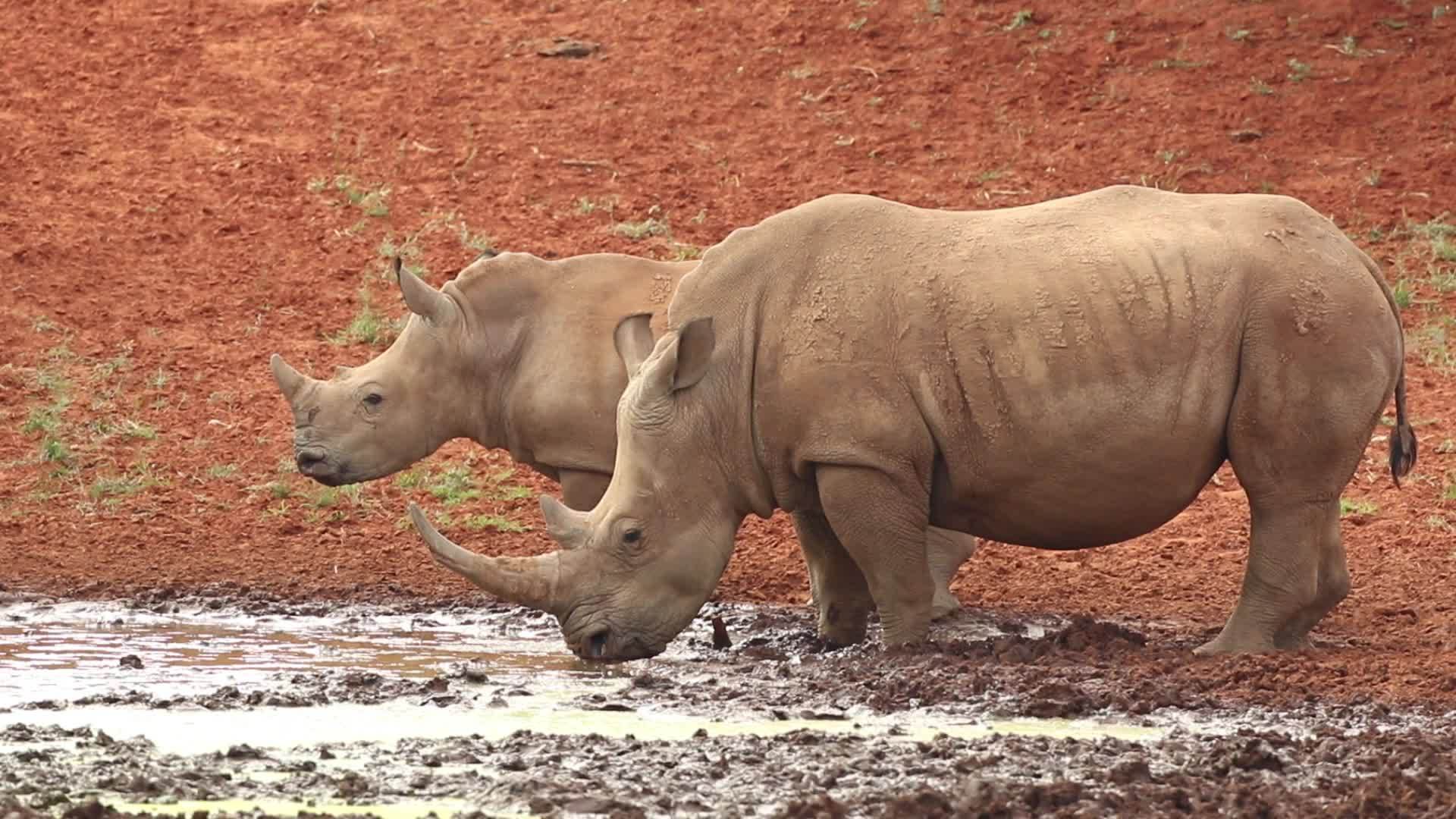 白犀牛和小牛视频的预览图
