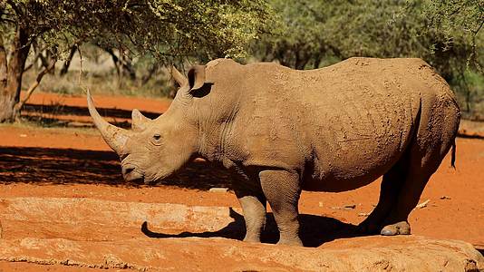 非洲南部濒危白犀牛视频的预览图