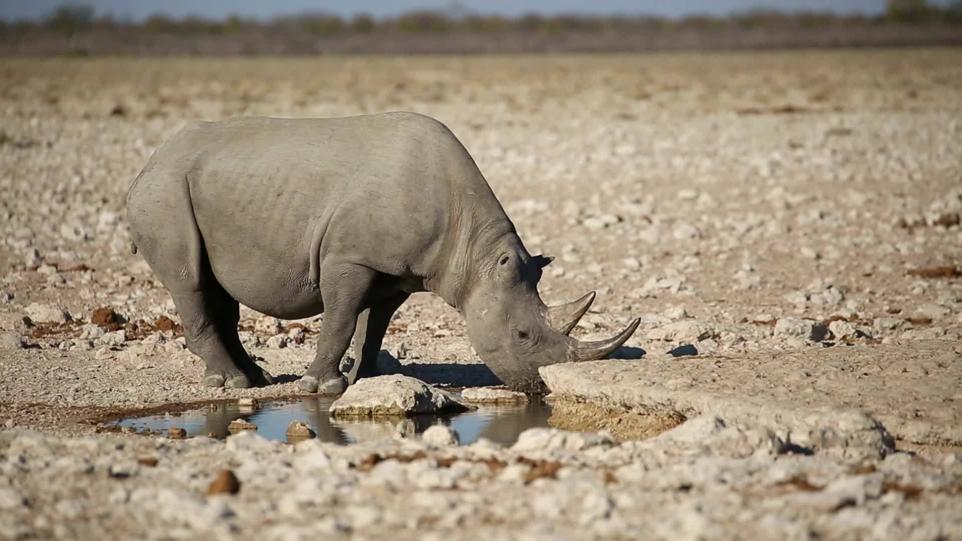 黑犀牛在水坑里Etosha视频的预览图