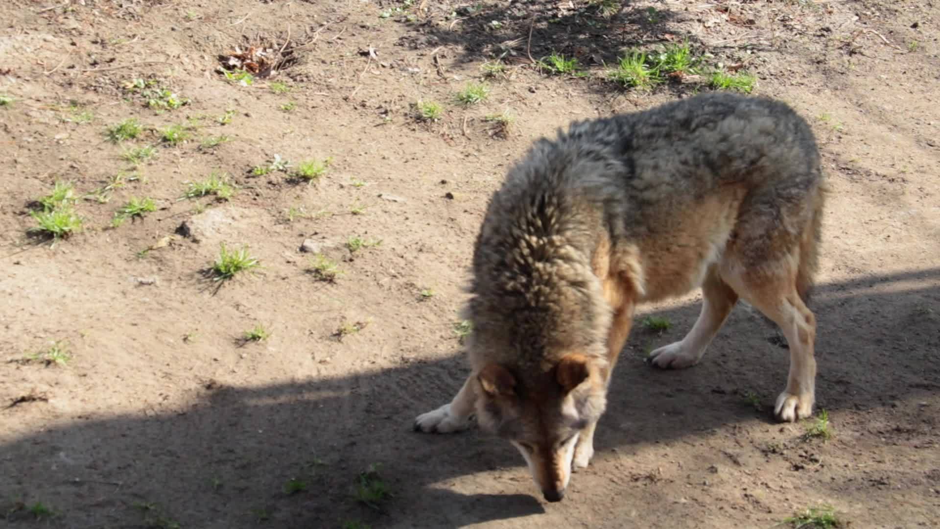 一只成年母狼在森林里的特写镜头视频的预览图