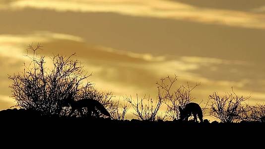 卡拉哈里沙漠日出时羊毛狐狸的背影视频的预览图