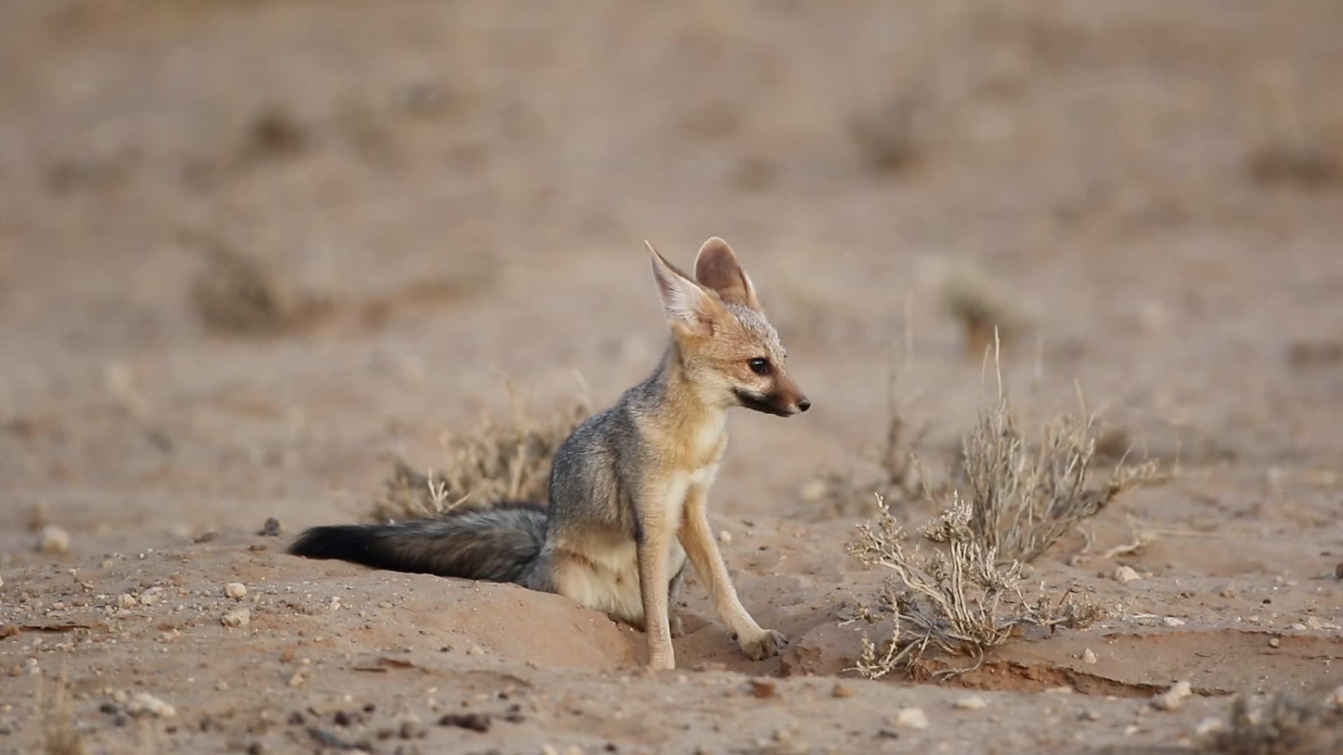 深卡拉哈里沙漠斗篷狐狸视频的预览图