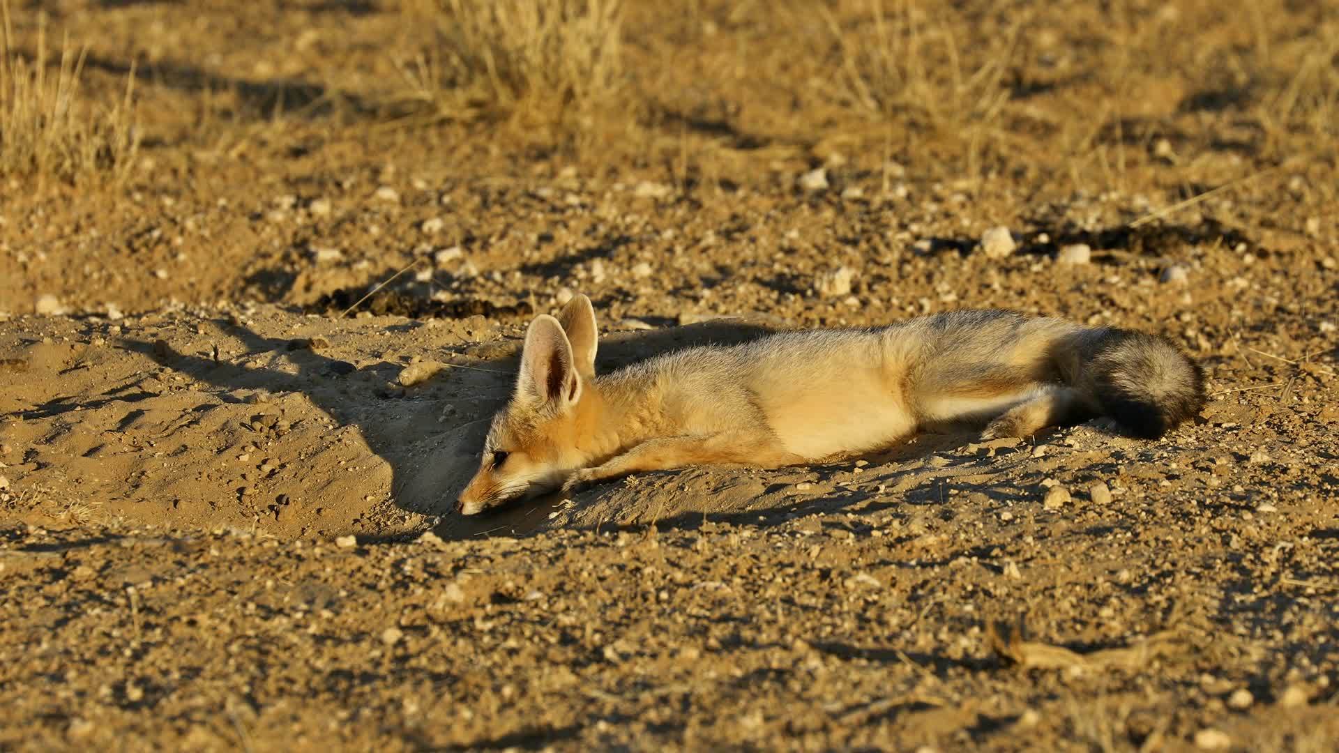 深卡拉哈里沙漠斗篷狐狸视频的预览图