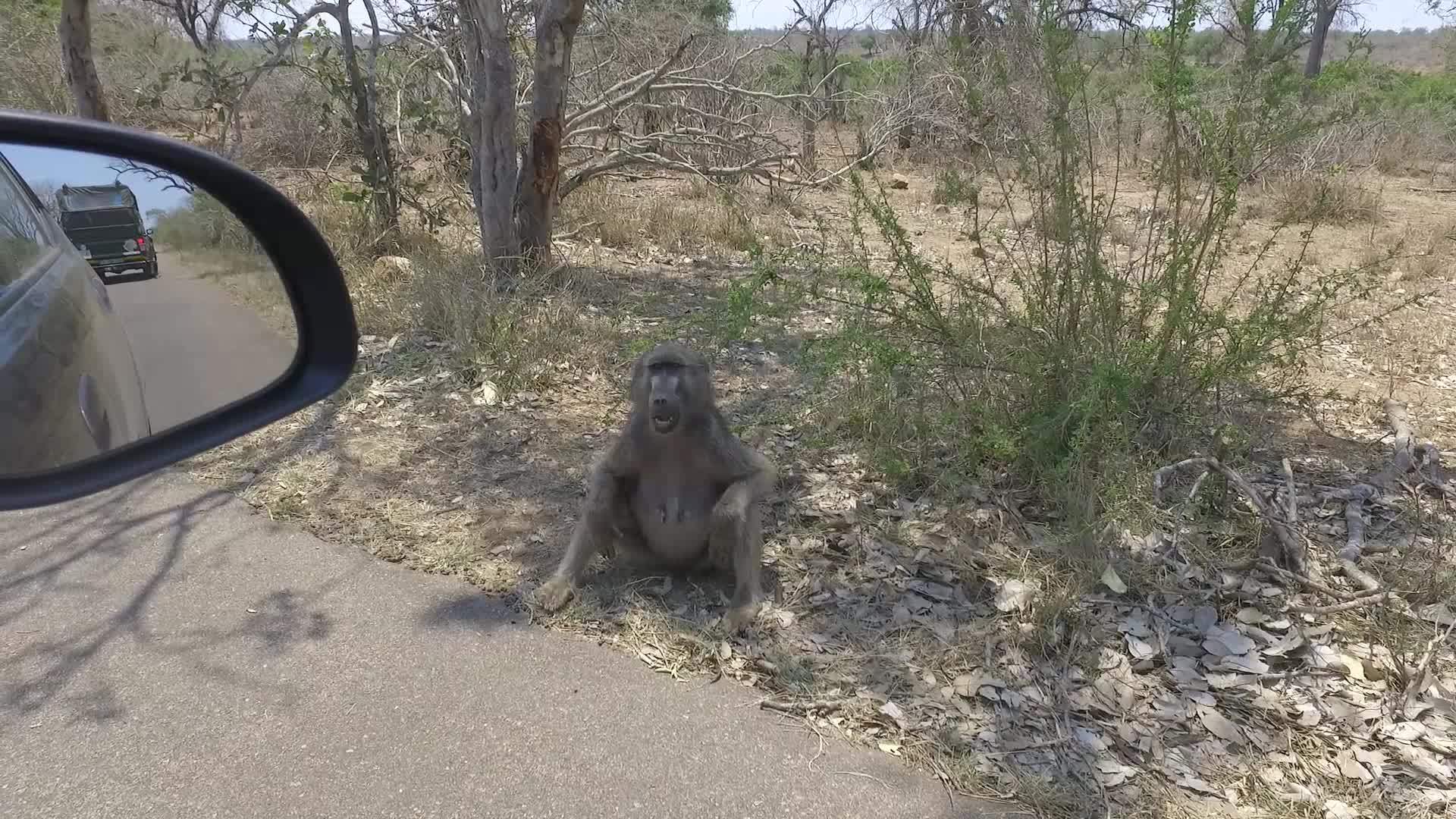 浣熊坐在野外一辆汽车旁边的路上视频的预览图