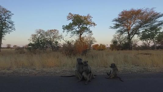狒狒部队在克鲁格荒野的路上玩耍视频的预览图