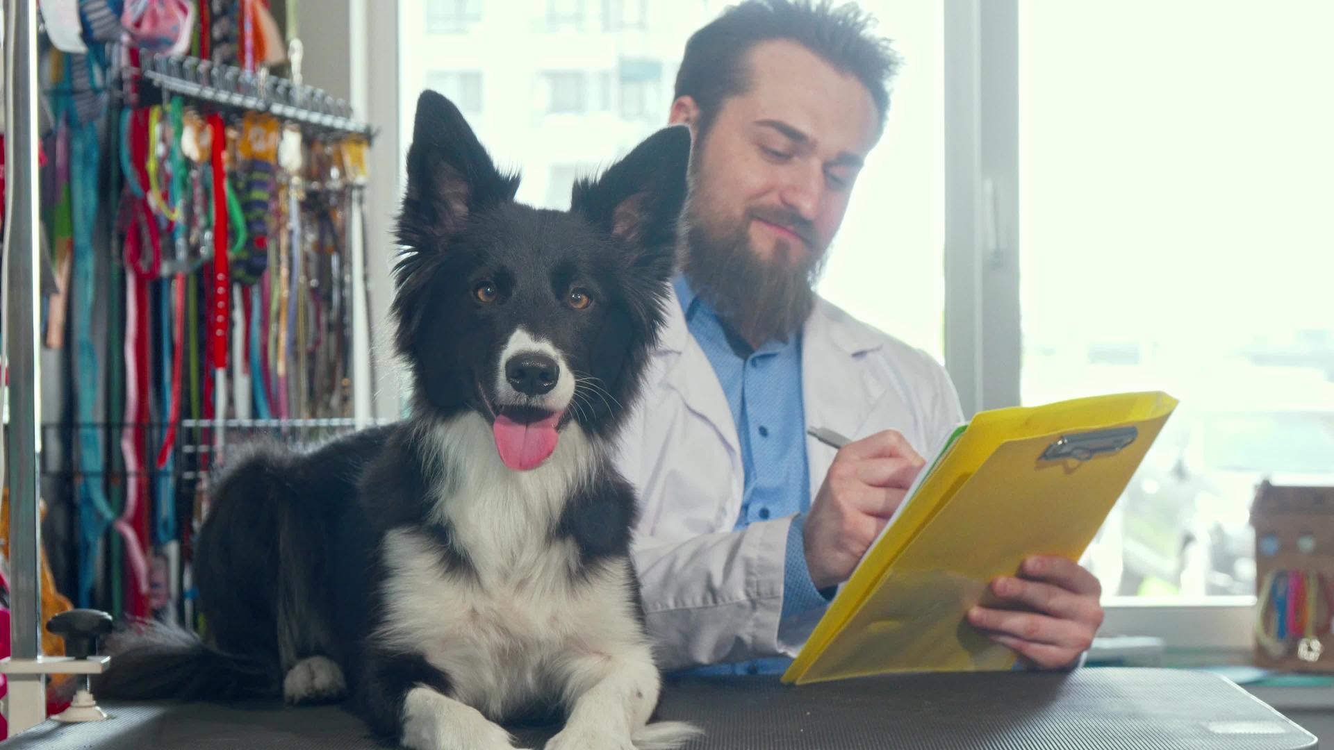 可爱、可爱、健康、健康的狗坐在检查桌后面工作视频的预览图