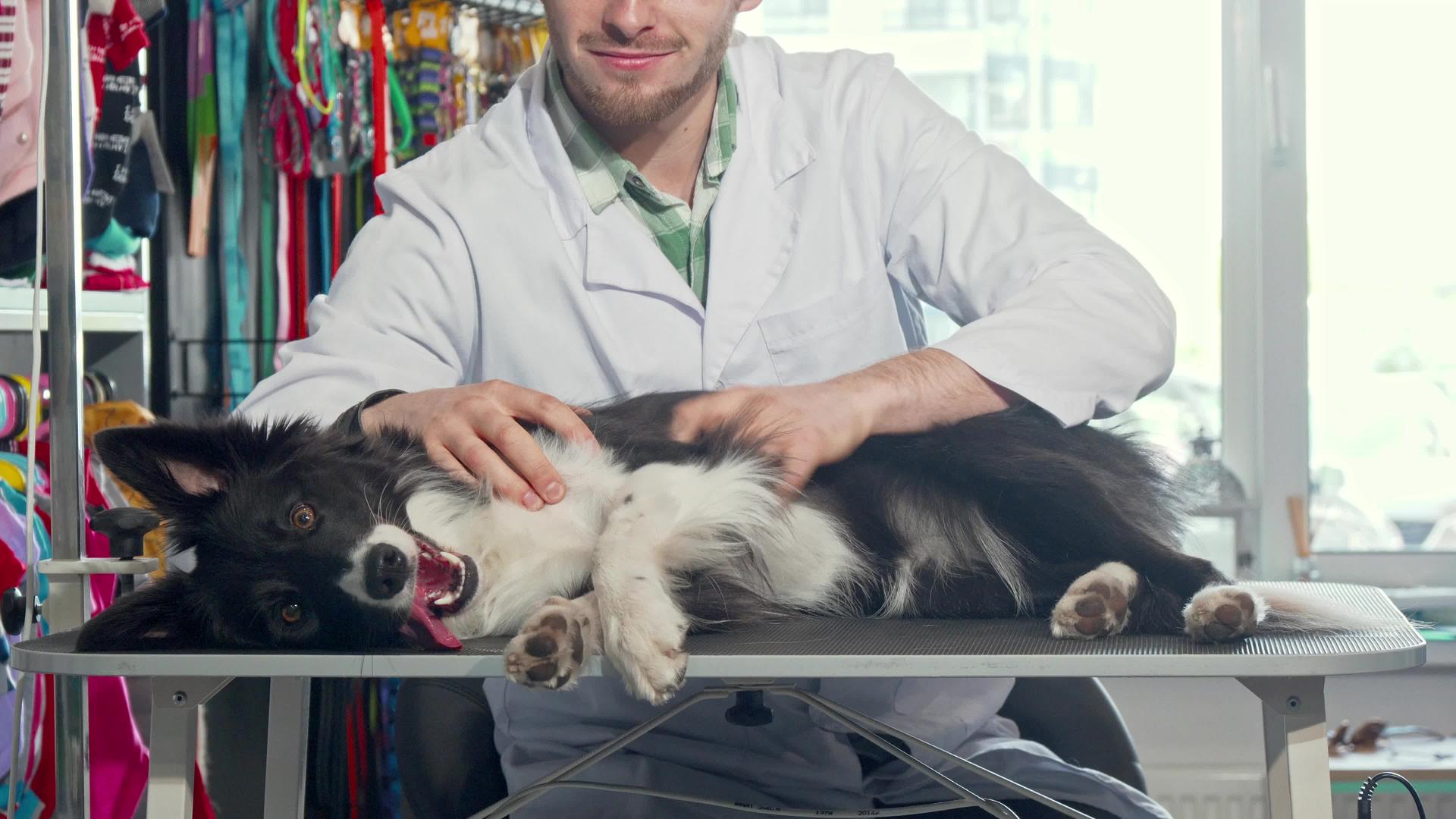 男兽医在诊所检查了一只可爱快乐的狗毛皮视频的预览图