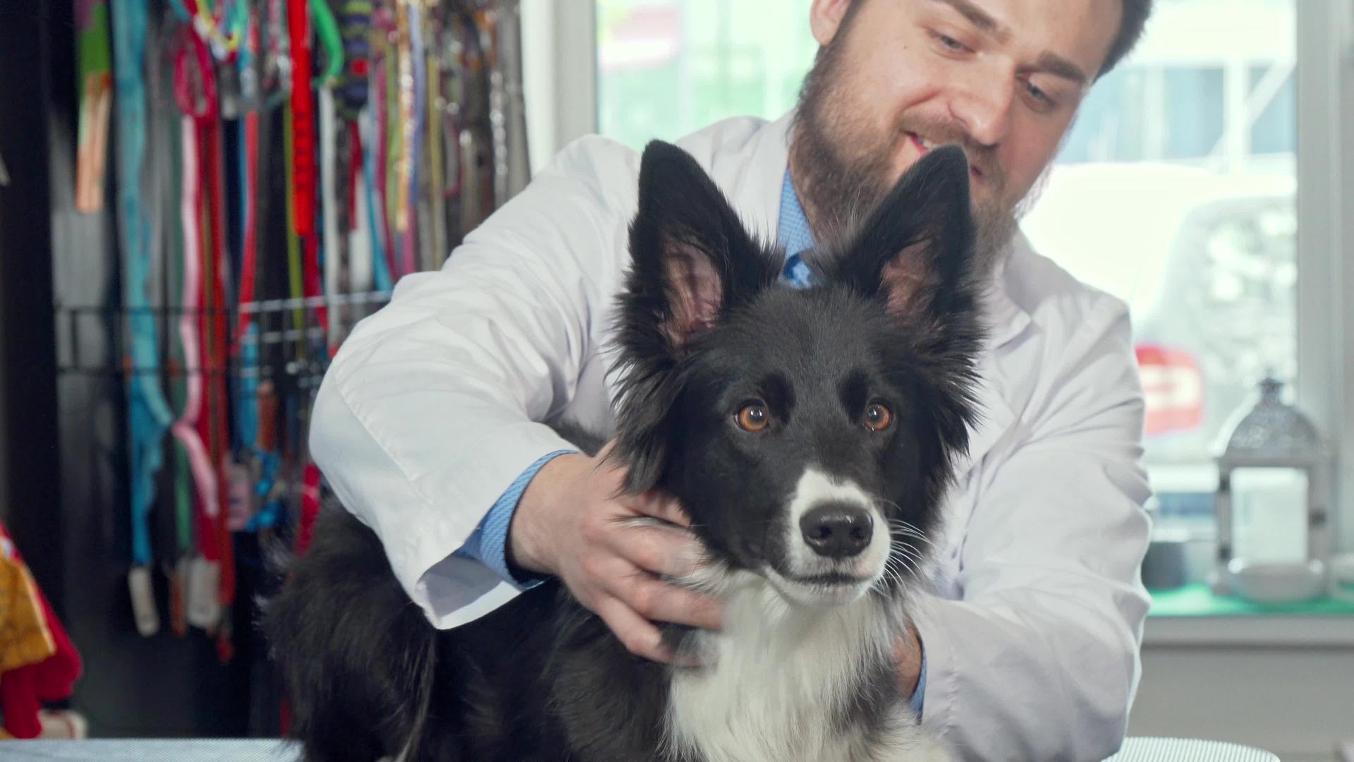 兽医诊所的一只可爱、快乐、健康的狗被拍了下来视频的预览图