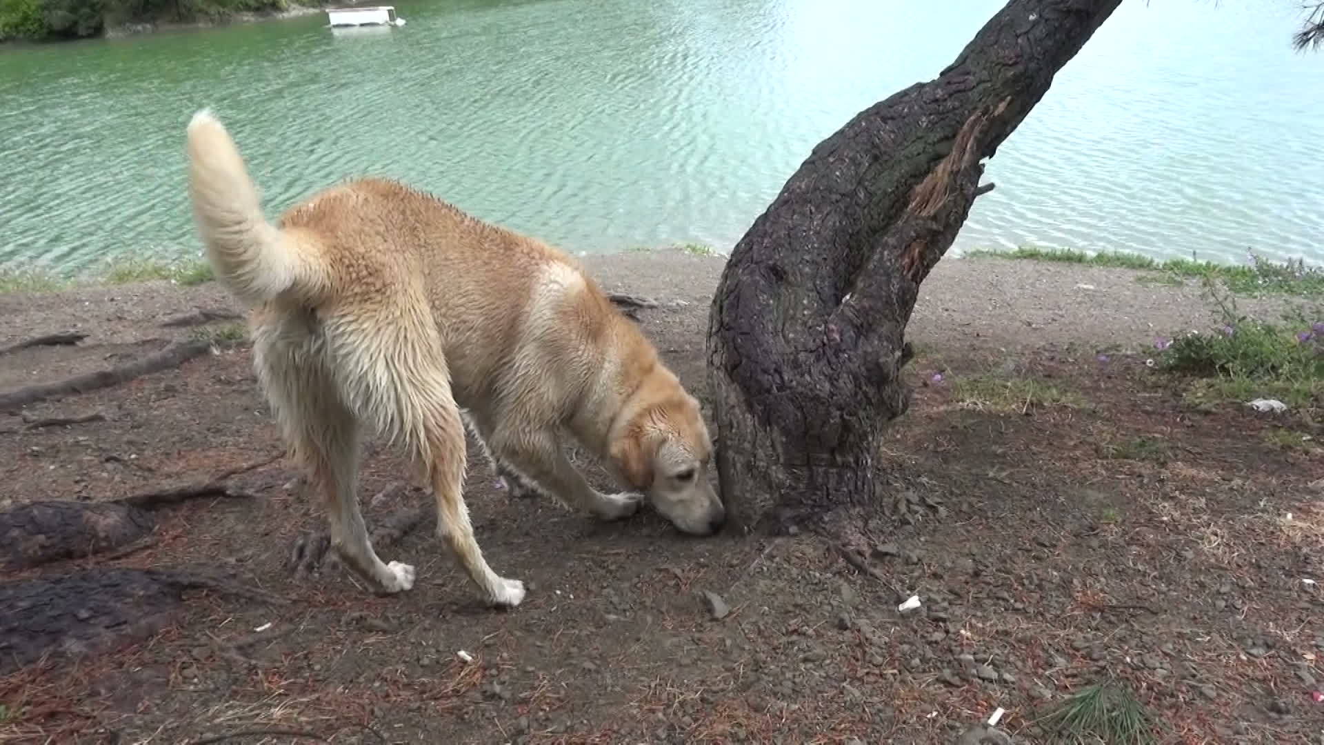 湖边的狗狗视频的预览图