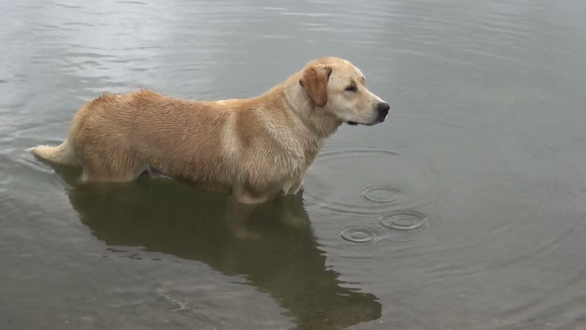 狗从水里出来视频的预览图