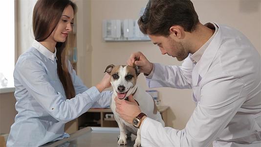 男兽医在兽医诊所检查了狗的病情视频的预览图