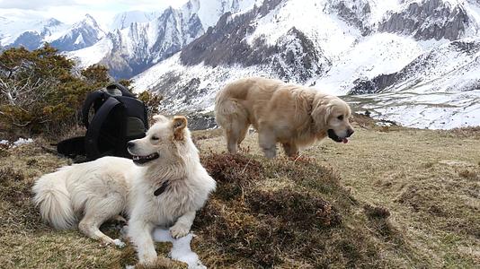 两只美丽的山狗两只美丽的皮拉尼山狗视频的预览图