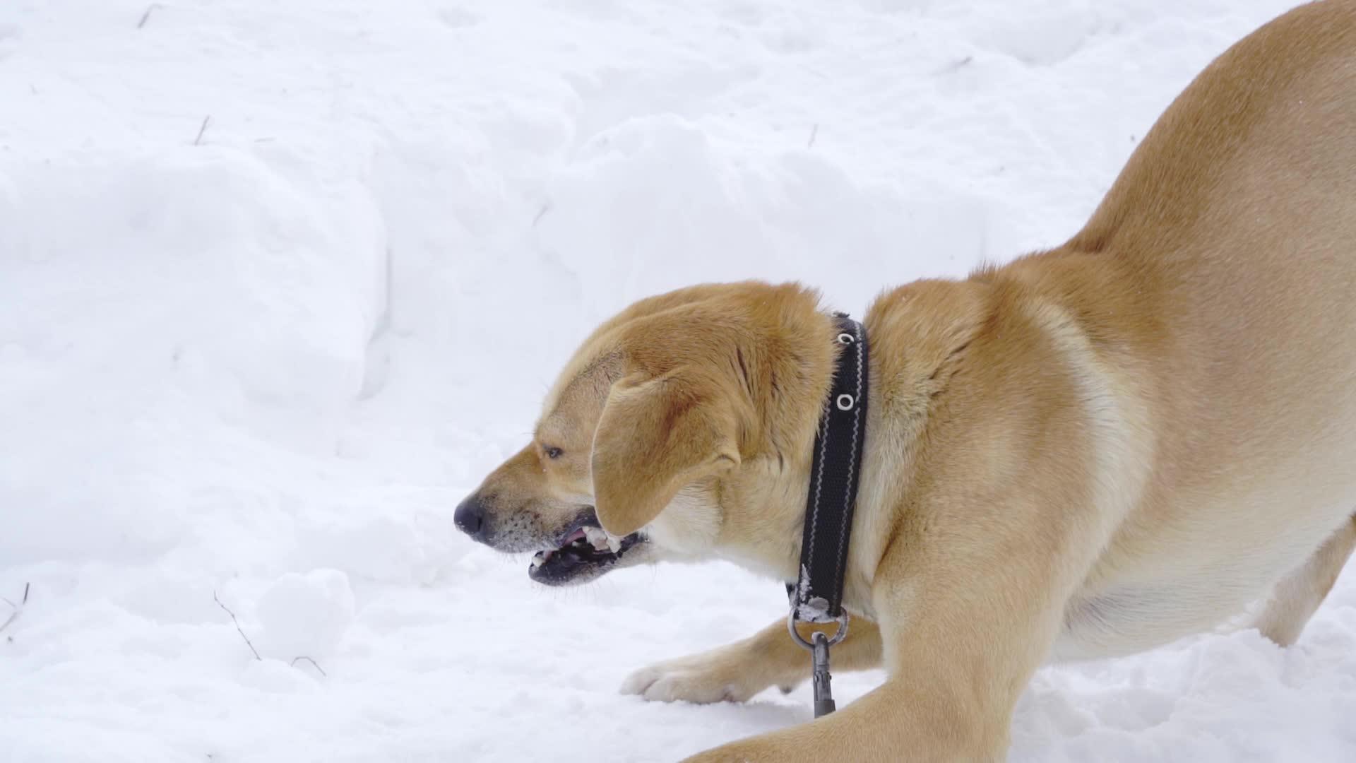 一只浅棕色的狗在冬天慢慢地吃骨头视频的预览图