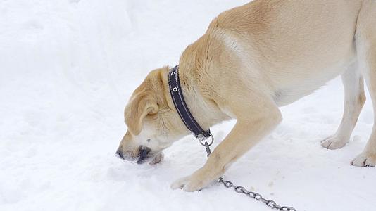 一只浅棕色的小狗在冬天皮带吃骨头视频的预览图