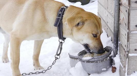 一只家养狗冬天在他的房间附近吃热粥视频的预览图