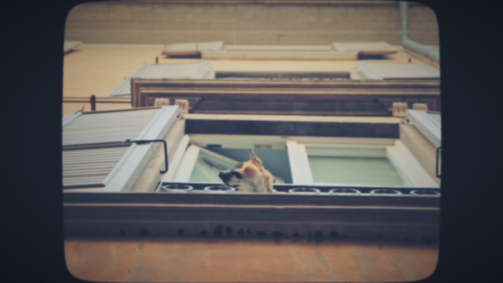 在老房子窗外叫狗视频的预览图