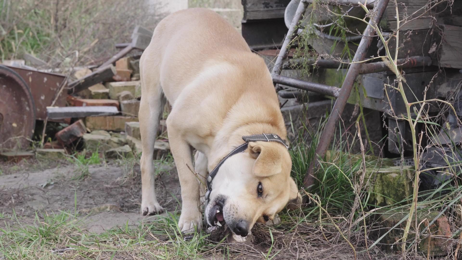 一只浅棕色的家养狗愉快地咀嚼着大骨头视频的预览图