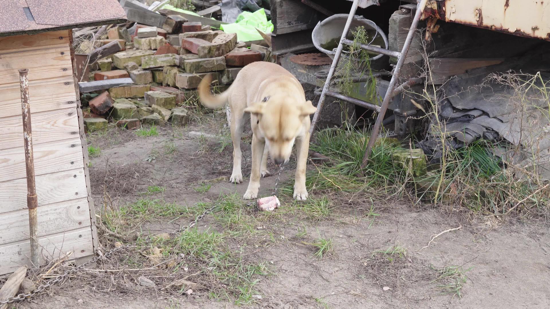 一只浅棕色的家养狗愉快地咀嚼着大骨头视频的预览图