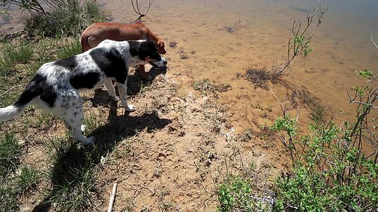 猎犬在湖水附近嗅探足迹视频的预览图