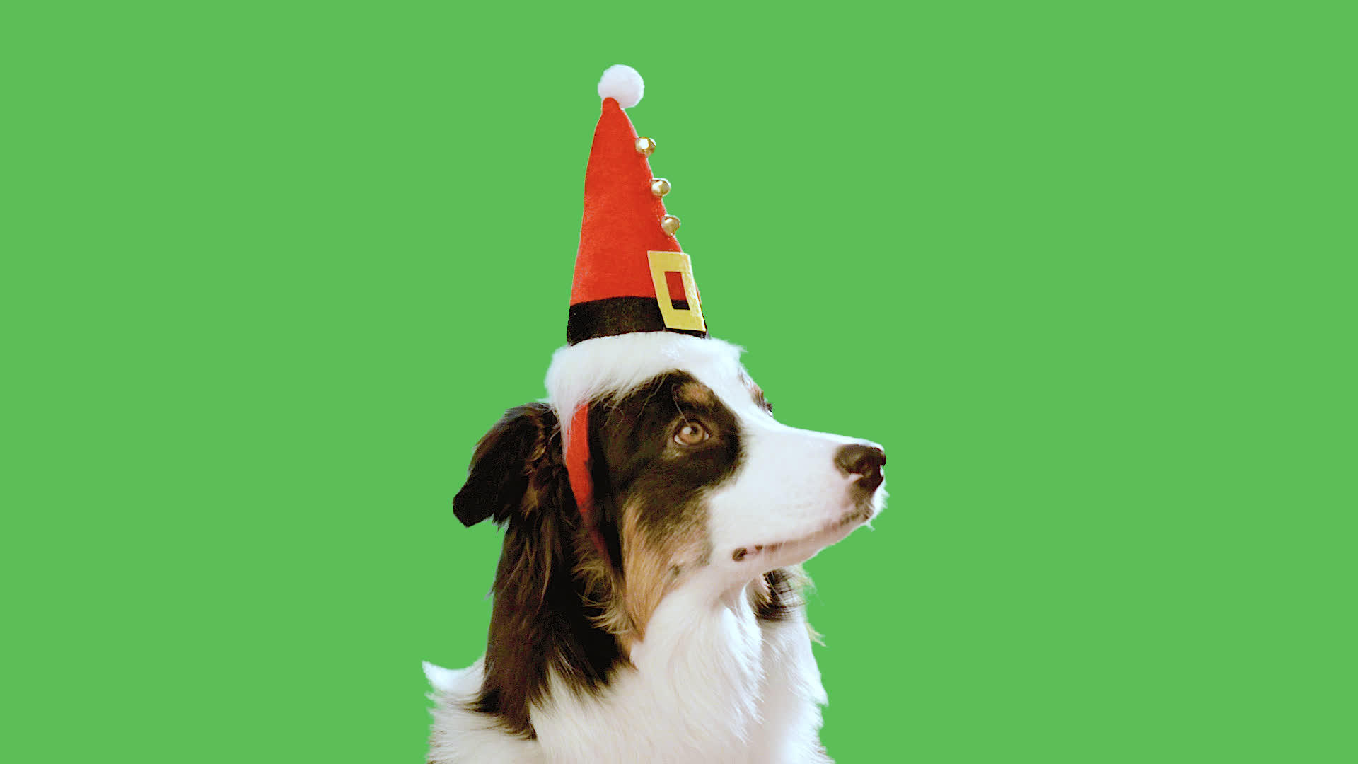 绿色屏幕上的圣诞狗视频的预览图