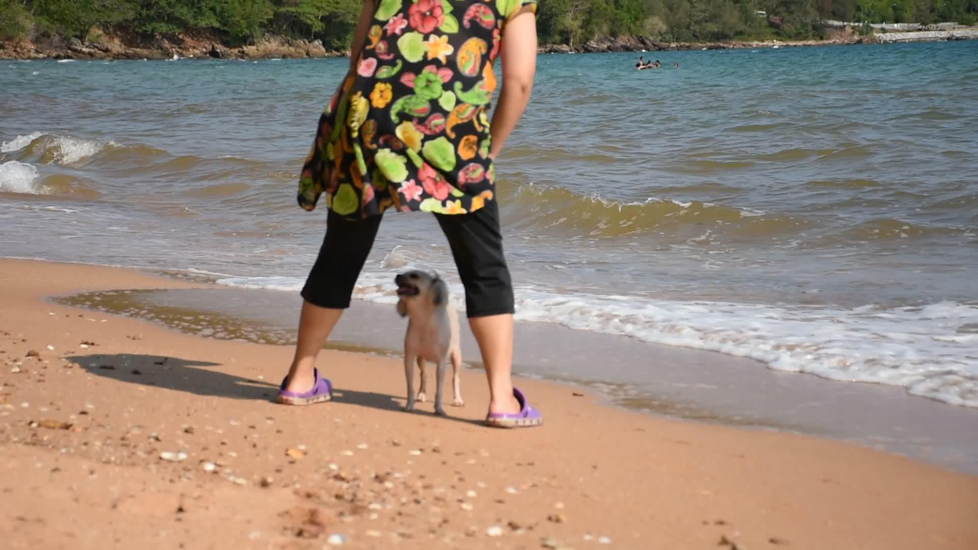 女人把狗抱在沙滩上视频的预览图
