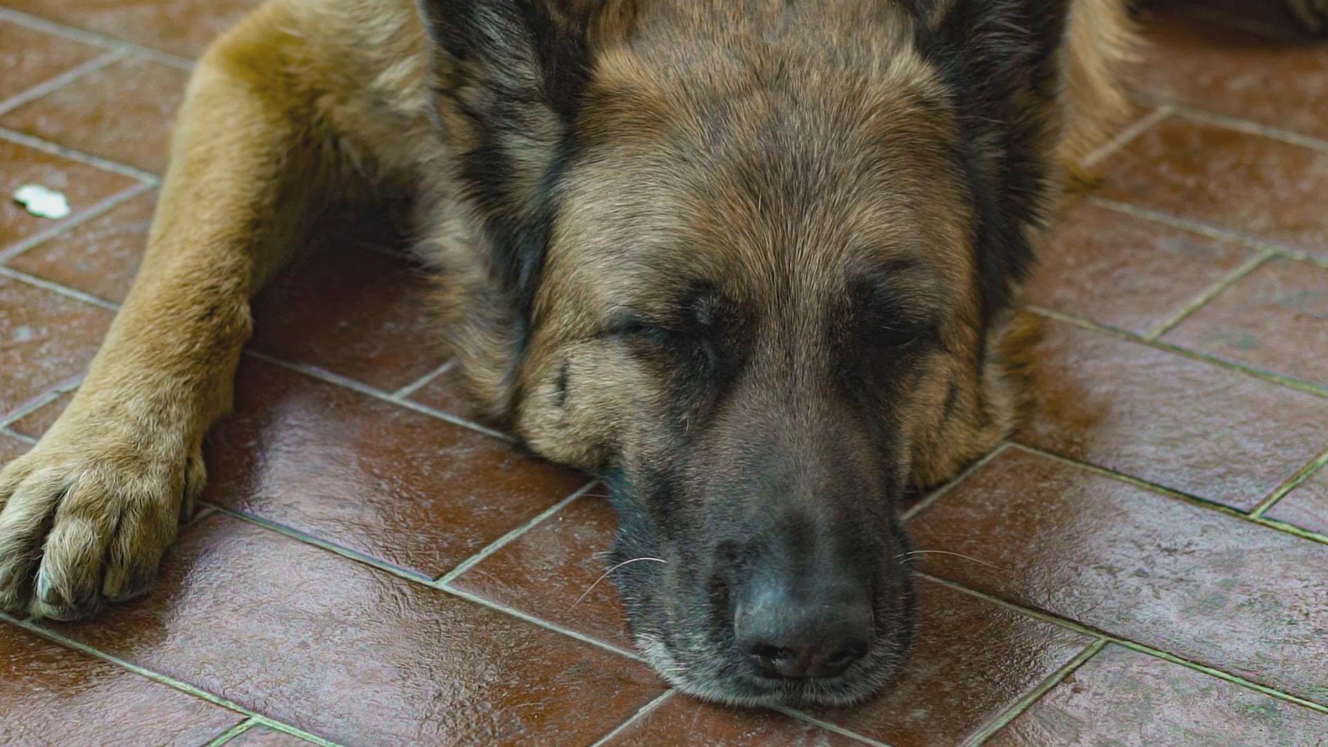 休息7的德国牧羊犬视频的预览图