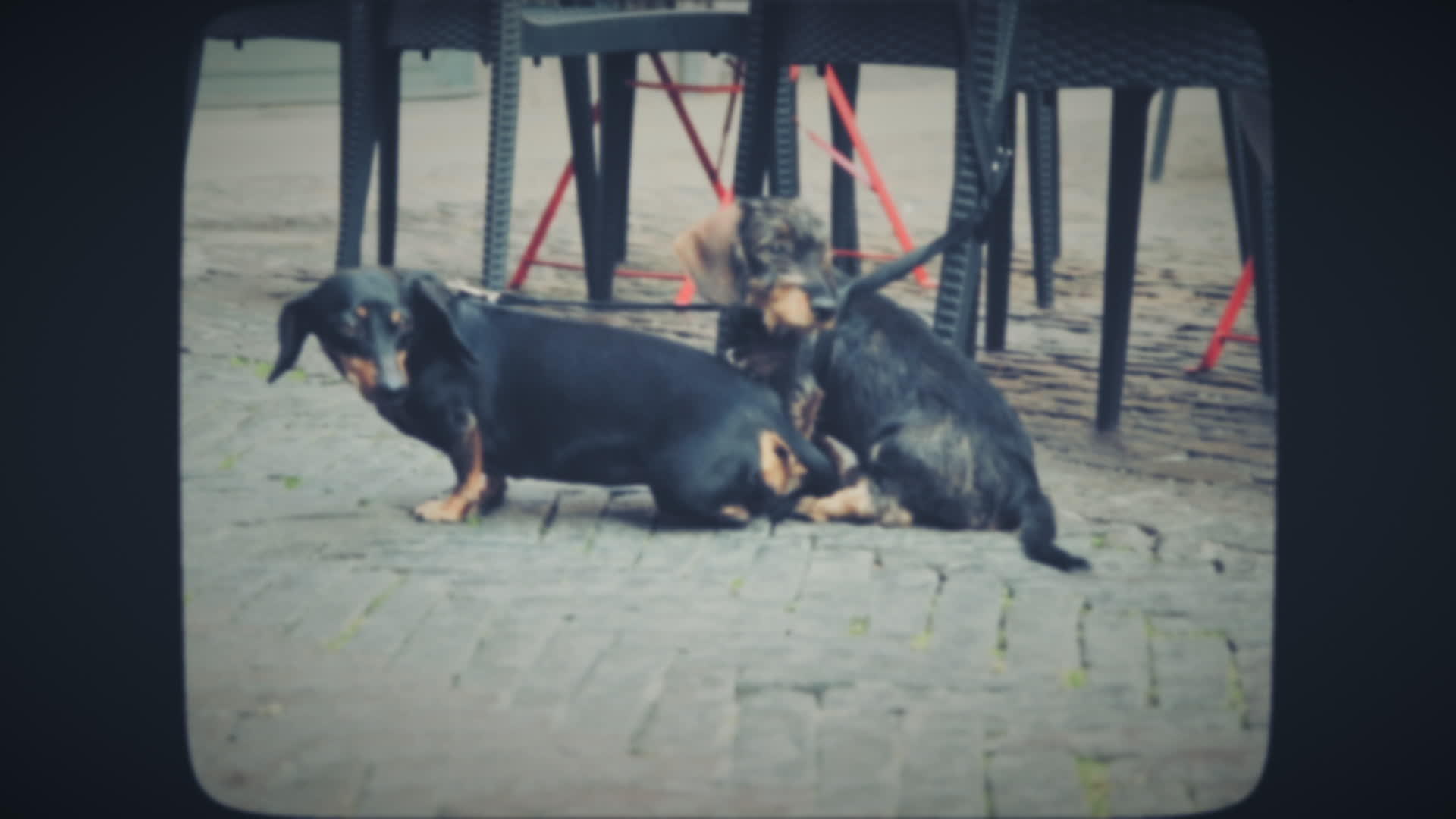 两只狗坐在城市咖啡馆附近视频的预览图