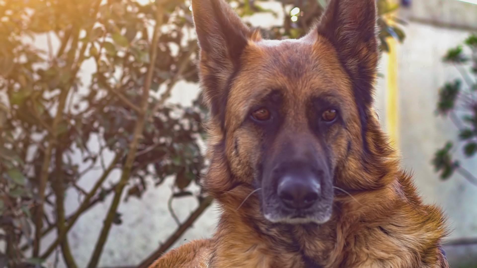 一只德国牧狗关上门视频的预览图