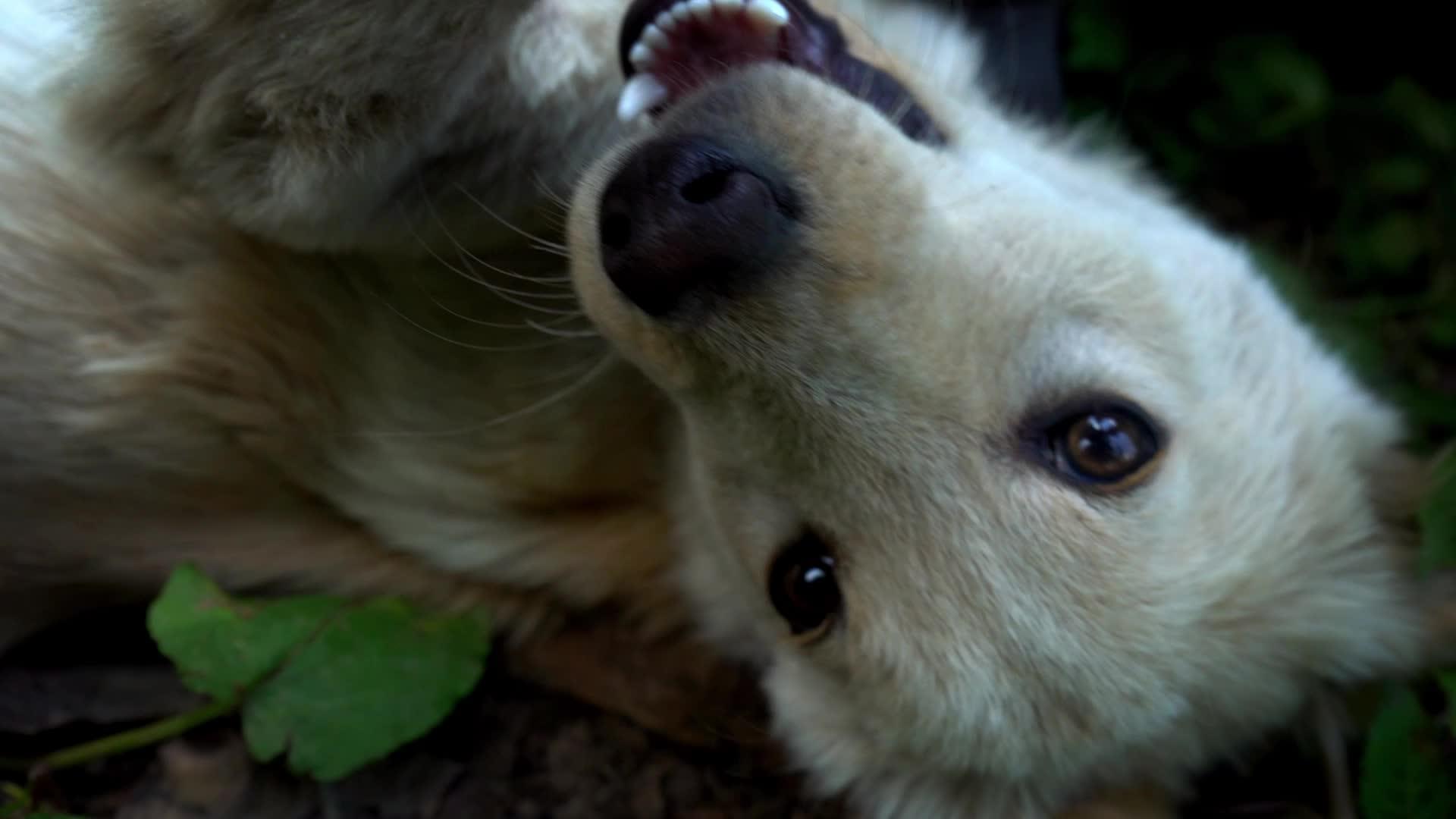 一只可爱的毛皮狗躺在地上和一个男人玩耍视频的预览图