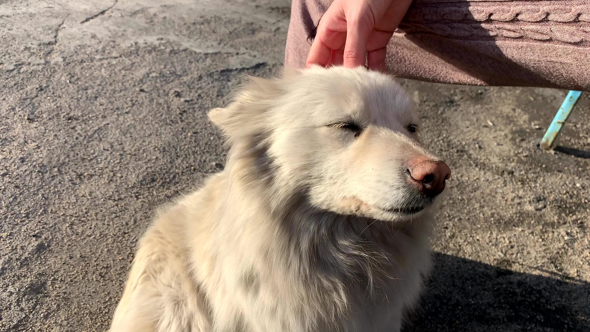 一个女孩抚摸着一只流浪的流浪白狗照顾流浪狗44K视频的预览图