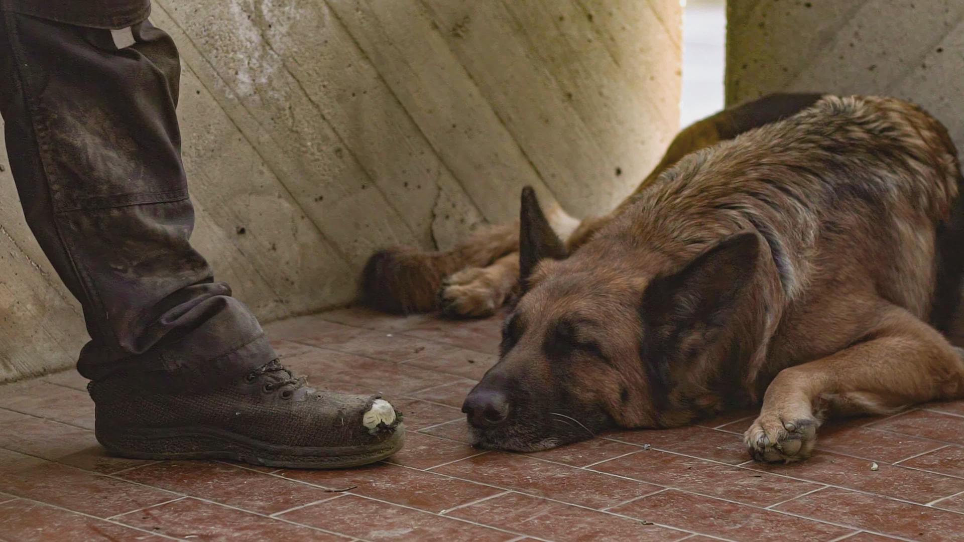 狗睡在鞋子旁边视频的预览图
