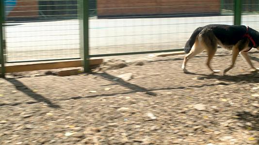 一只狗在栅栏附近跑来跑去视频的预览图