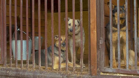 可爱的狗在狗收容所的笼子里视频的预览图