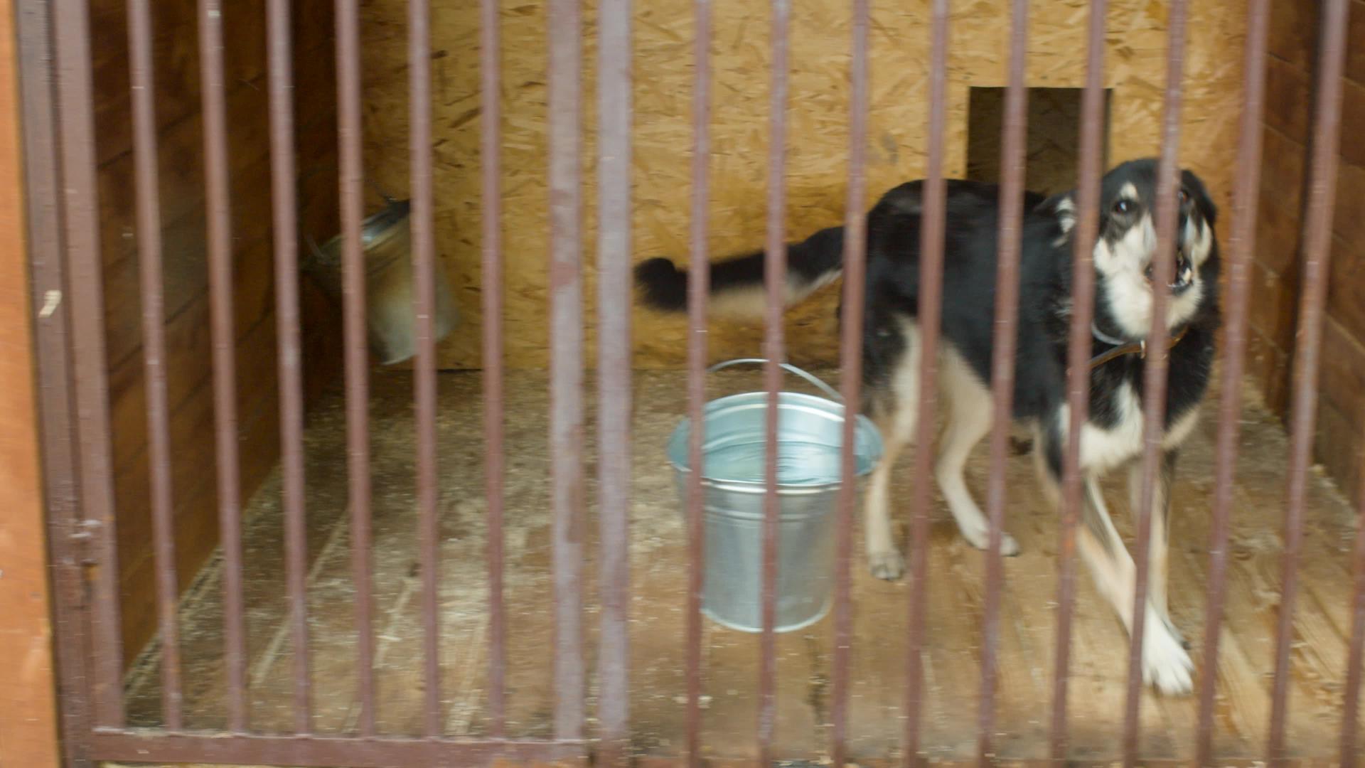 狗收容所的笼子里的狗视频的预览图