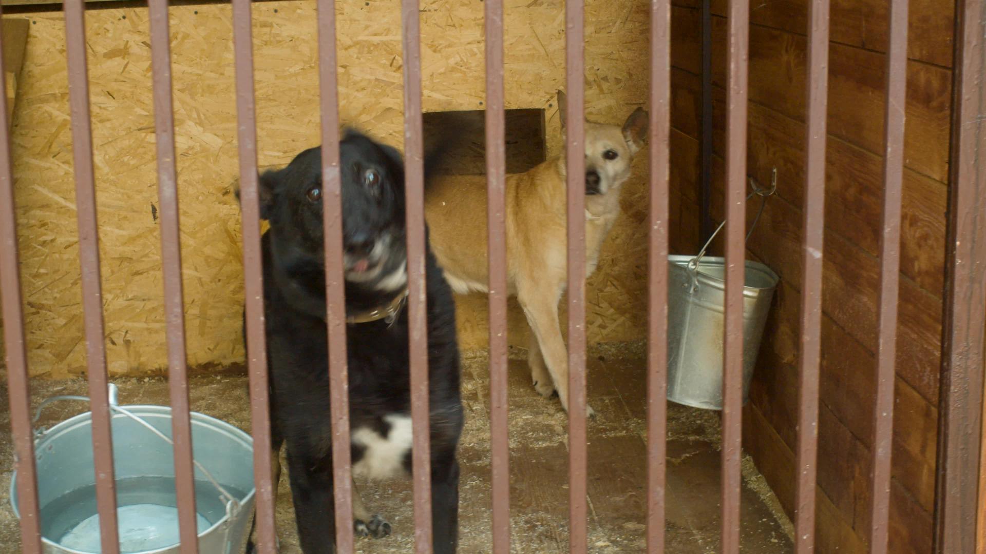 狗收容所的笼子里的狗视频的预览图