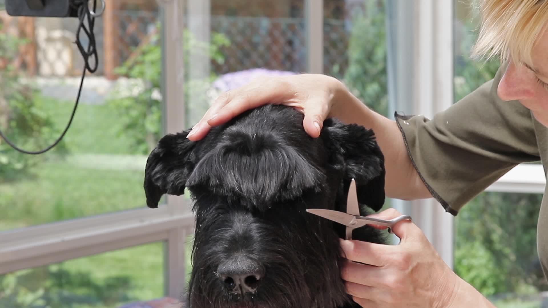 培养巨型Schnauser狗视频的预览图