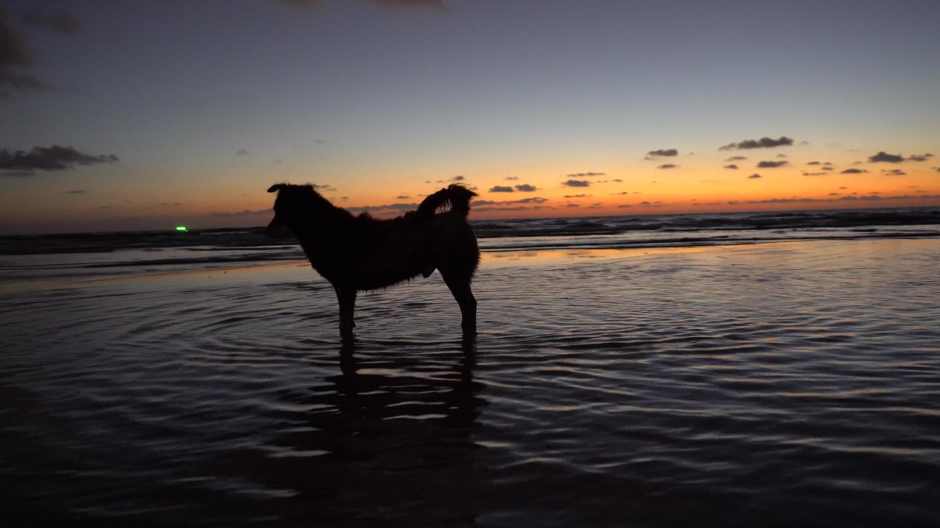 岛上海岸渔场的狗视频的预览图