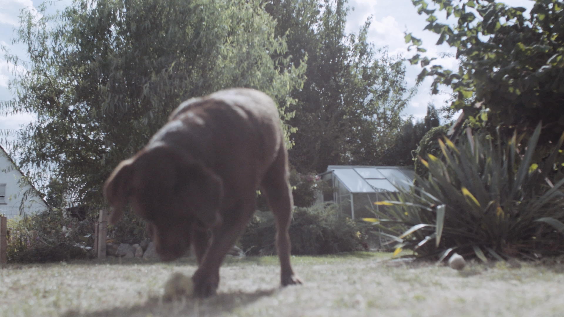 后院花园里的棕色拉布拉多犬视频的预览图