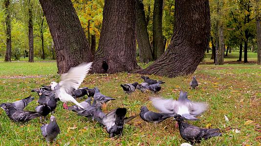 杰克罗素梗在三倍树附近追逐鸽子宠物在大自然中狩猎视频的预览图
