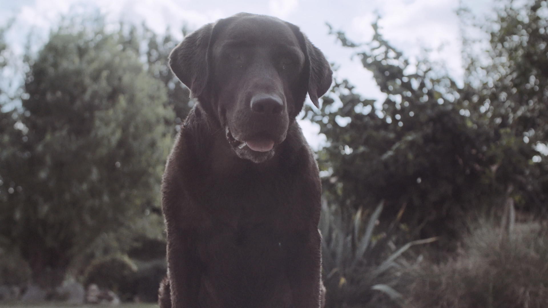 棕色拉布拉多狗户外肖像视频的预览图