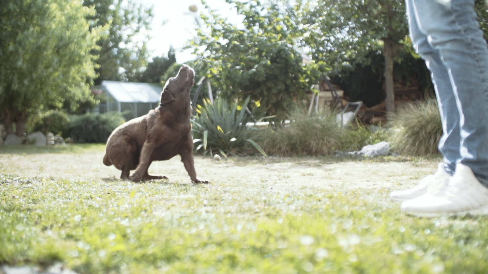 棕色的大狗在阳光明媚的后院玩钓鱼游戏视频的预览图