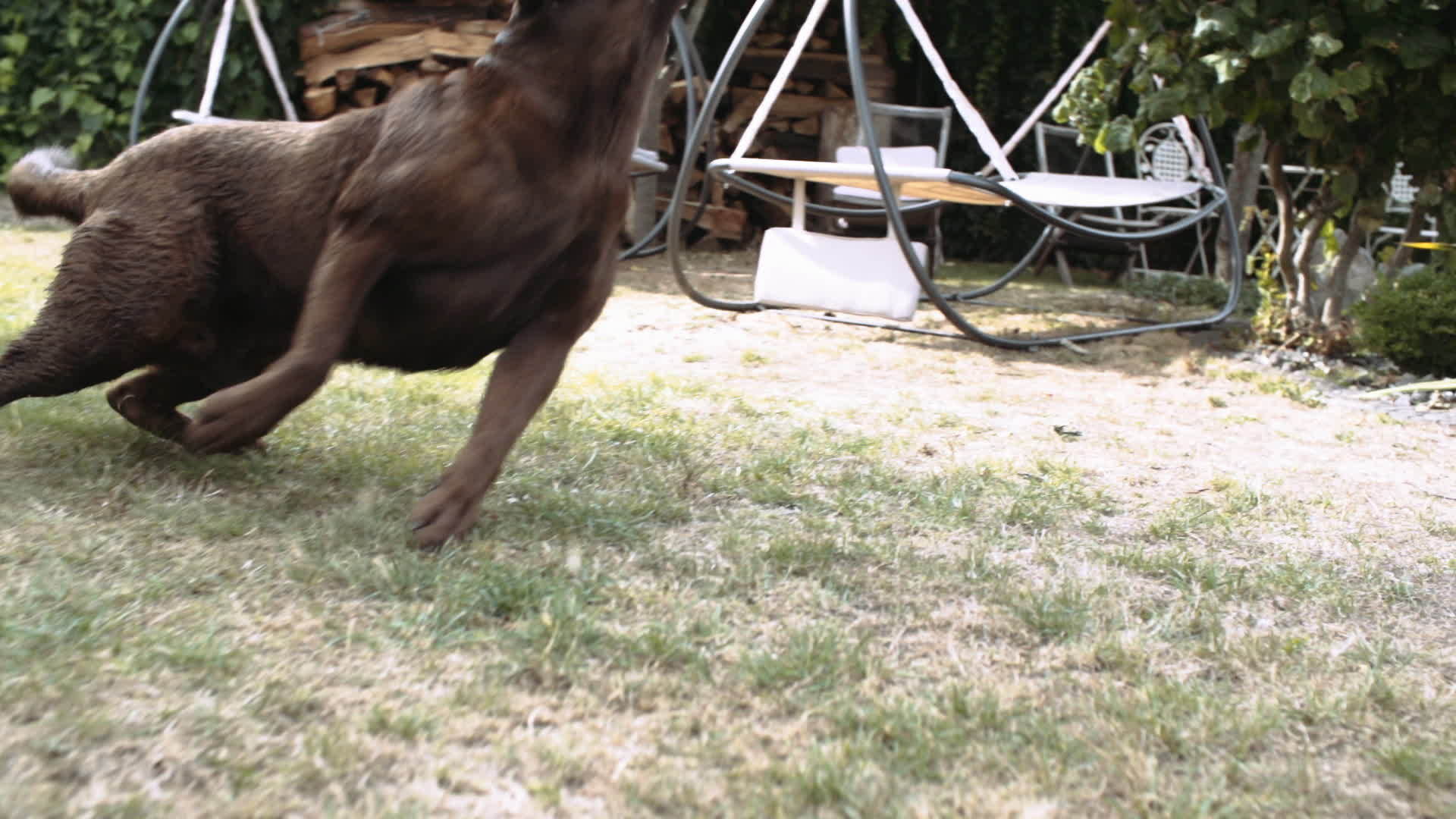 成年拉布拉多犬在后院捡球视频的预览图