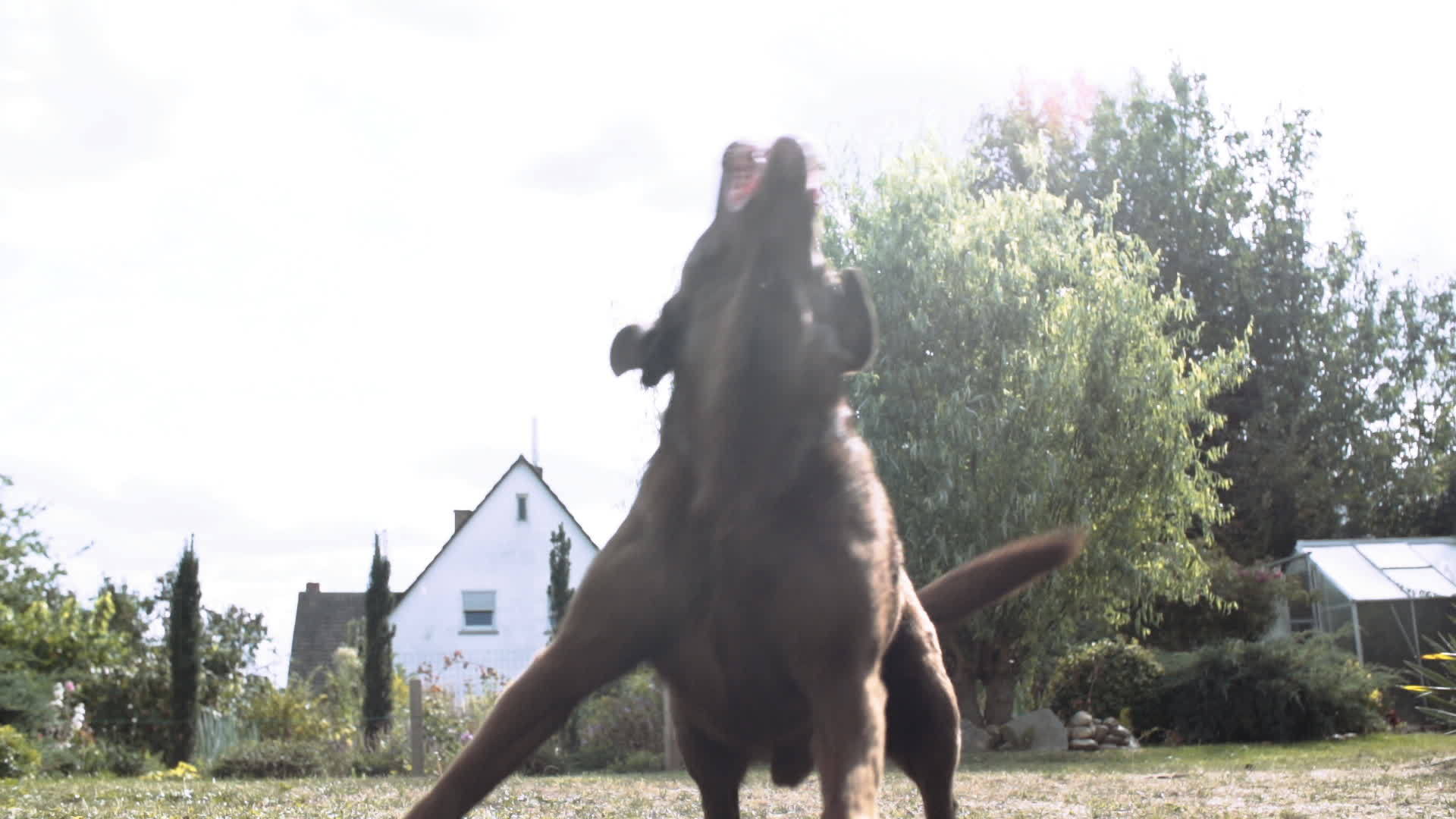 拉布拉多采集器狗狗在阳光明媚的后院抓球视频的预览图