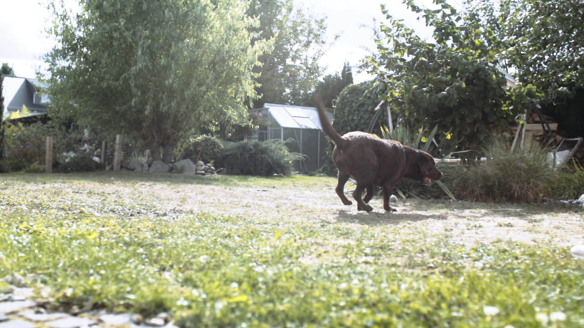 棕色的大狗在阳光明媚的后院钓鱼视频的预览图