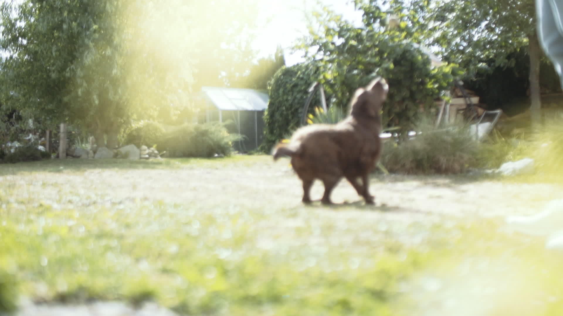 大棕色狗在阳光明媚的后院2号打猎视频的预览图