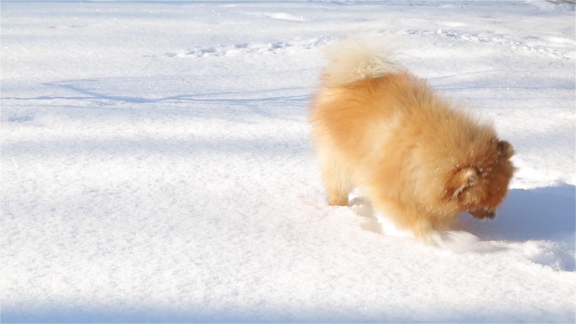 年轻的小玩吐司吃雪绕着尾巴跑来跑去视频的预览图
