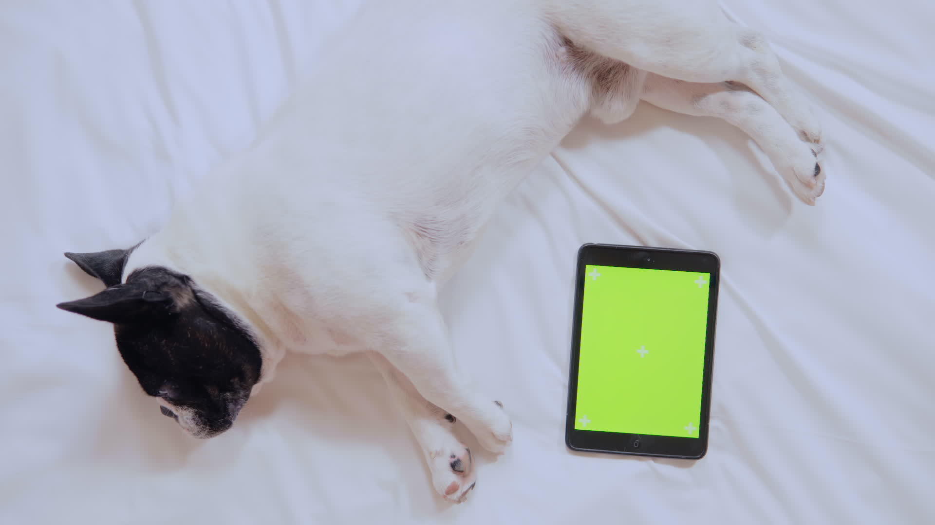 狗和小狗的数的数字设备视频的预览图