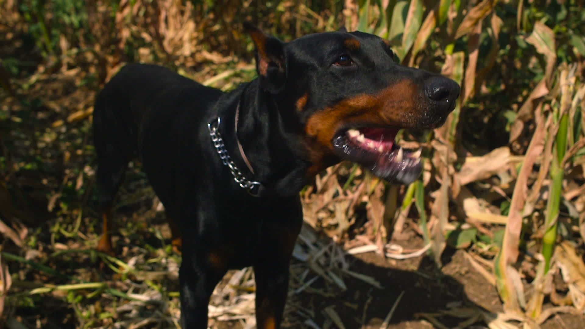 多伯曼狗站在玉米田里视频的预览图