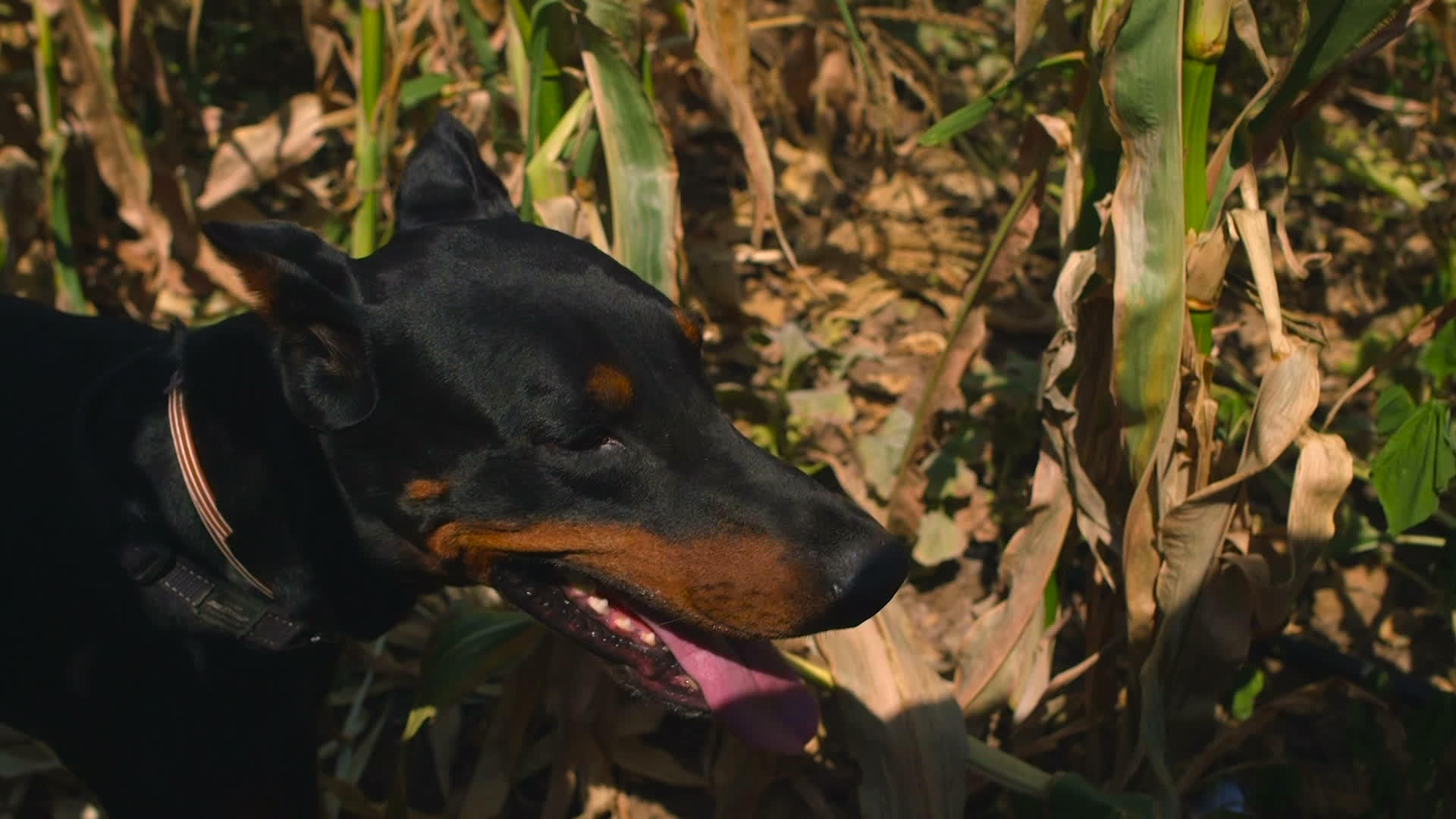 多伯曼狗站在玉米田里视频的预览图